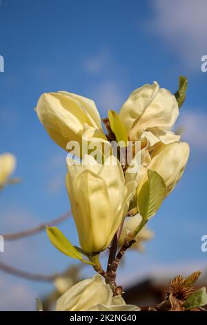 Beautiful yellow orange blooming flowers of magnolia in early summer. Stock Photo