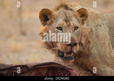 The lion, Panthera leo, guards his prey. Stock Photo