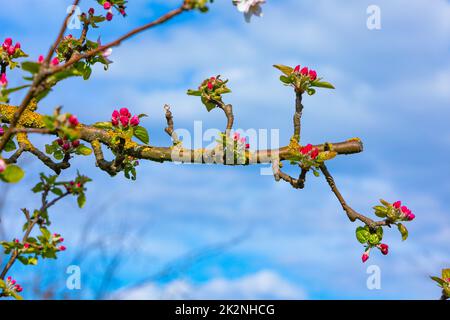 young blossoms on a apple tree Stock Photo