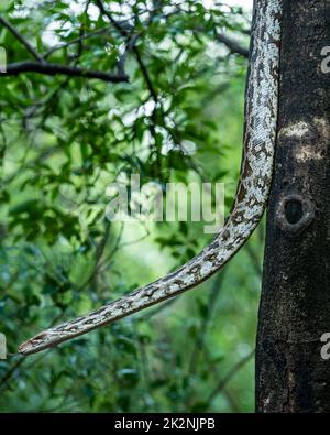 Python molurus or Indian rock python hanging on tree in natural monsoon green background at ranthambore national park rajasthan india asia Stock Photo