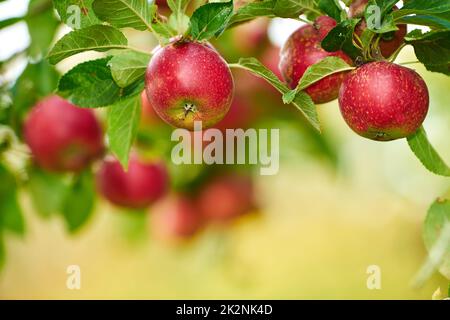 Red, ripe and ready. An apple per day keeps the doctor away. Stock Photo