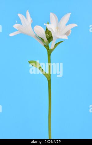 Hosta plantaginea (Plantain Lily) isolated on blue background. High resolution photo. Full depth of field. Stock Photo