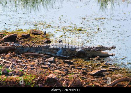 Snub Nosed Marsh Crocodile mugger crocodile Crocodylus palustris Stock Photo