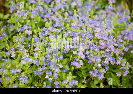 Lilac bush, Aubrieta deltoidea flowers in springtime, purple petals, blooming countryside Stock Photo