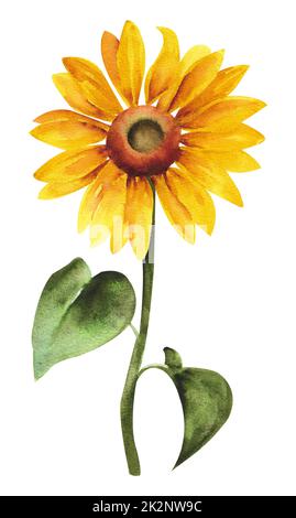 Watercolor sunflower. Yellow sunflower with stems and leaves from a ...
