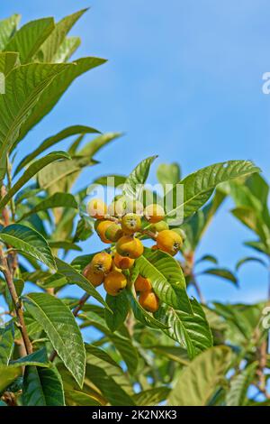 Marula fruit. Marula fruit growing on a branch against a blue sky. Stock Photo