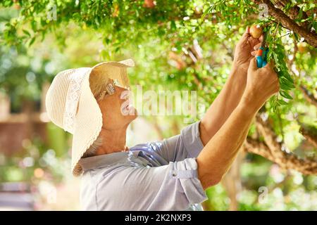 Retirement is the perfect time to take up a hobby. Shot of a senior woman picking pomegranates from a tree in her backyard. Stock Photo