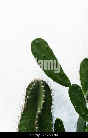 Cactus, Natural aesthetic shot of succulents close up, green plant texture  Stock Photo - Alamy