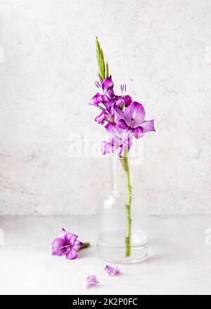 Beautiful bouquet of pink, purple gladiolus flower in a glass vase. Romantic minimal floral still life. Copy space. Stock Photo