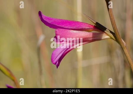 Flower of Italian gladiolus. Stock Photo