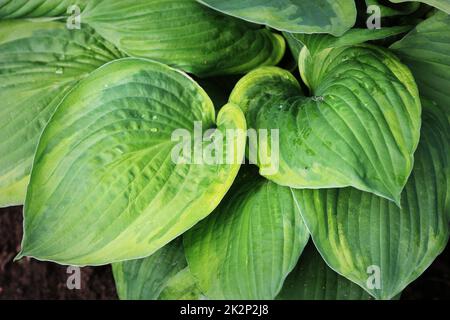 Hosta leaves pattern background. Summer plants wallpaper. Hosta lily leaf Stock Photo