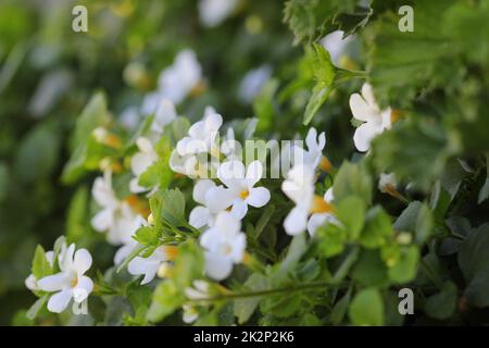 Bacopa monnieri, herb Bacopa is a medicinal herb used in Ayurveda, also known as 'Brahmi', a herbal memory Stock Photo