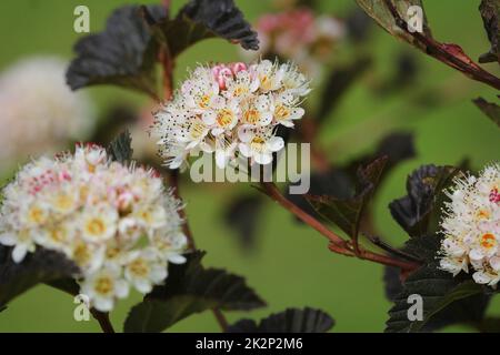 Blooming cultivar common ninebark (Physocarpus opulifolius 'Summer Wine') in the summer garden Stock Photo