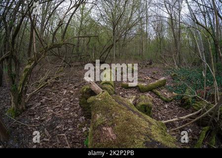 Trunks of old fallen trees covered with moss. Stock Photo