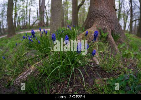 The first spring flowers (Muscari neglectum) in the forest. Stock Photo