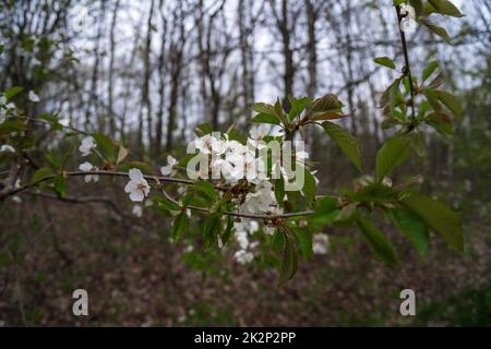 The first spring flowers of fruit trees. Flowers of close-up. Stock Photo