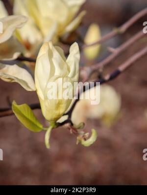 Beautiful yellow orange blooming flowers of magnolia in early summer. Stock Photo