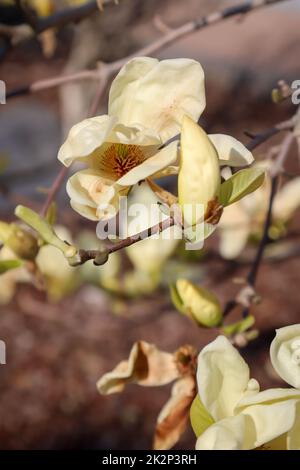 Beautiful yellow orange blooming flowers of magnolia in early summer. Stock Photo
