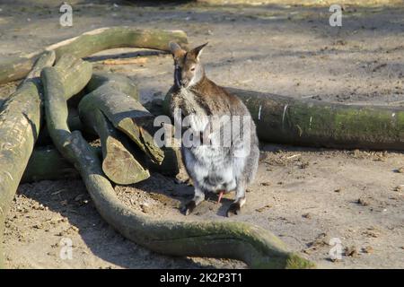 Shot of a kangaruu in front of tree stumps. Stock Photo