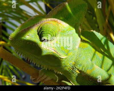 Chameleon head. Sitting in Bamboo. Stock Photo