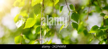 Closeup view of the birch branches with young green leaves. Stock Photo