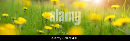 Panoramic background of the field with yellow dandelions in springtime. Stock Photo