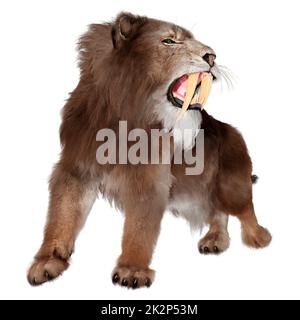 3D Rendering Sabertooth Tiger on White Stock Photo