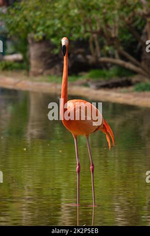 American flamingo Phoenicopterus ruber bird Stock Photo