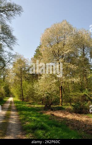 Communal forest of Saint Pierre Lès Elbeuf Stock Photo Alamy