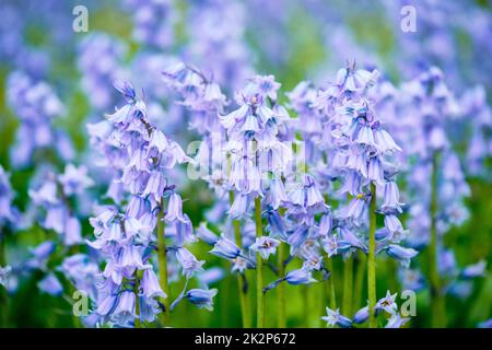 Blue Spanish bluebell Hyacinthoides hispanica flowers in the field