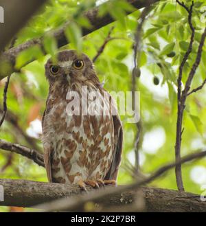 A vertical closeup of brown boobook, Ninox scutulata, also known as the brown hawk-owl. Stock Photo