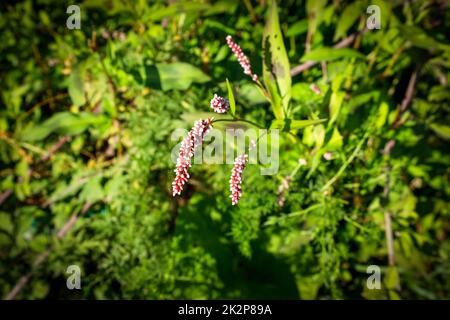 Flower of lady’s thumb or Persicaria maculosa plant, buckwheat family. Close-up macro flower. Stock Photo
