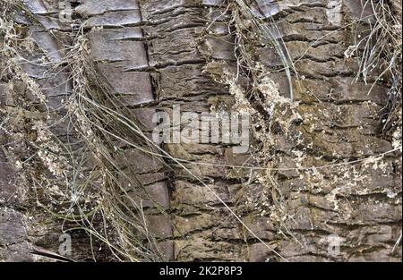 Close up at very detailed tree bark texture in high resolution. Stock Photo