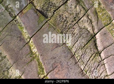 Close up at very detailed tree bark texture in high resolution. Stock Photo