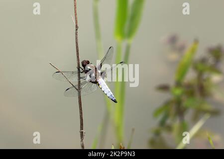 Male broad bodied chaser dragonfly resting on plant stem Stock Photo