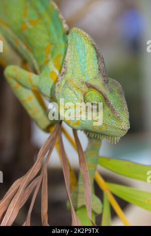 Chameleon climbing on branch. Stock Photo