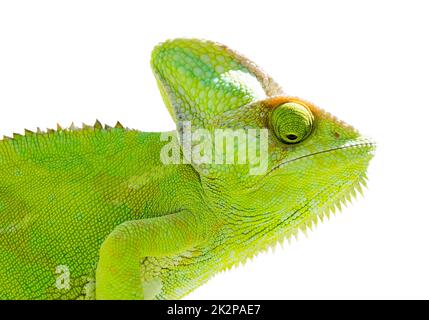 Chameleon on isolated white background. Green Reptile illustration. Stock Photo