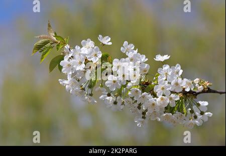 Flowers of a sour cherry tree in springtime Stock Photo
