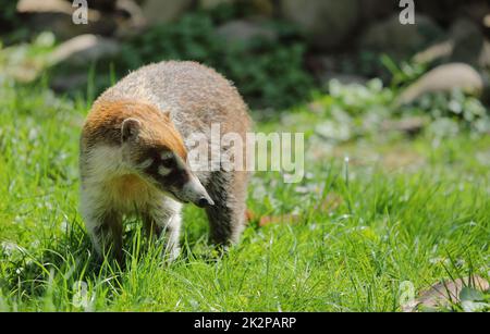 South American Coati - Nasua - in the grass Stock Photo