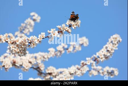 red admiral on the flowers of a cherry plum in spring Stock Photo