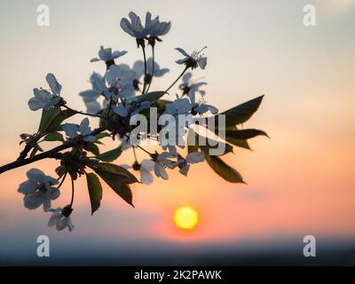 Sunset behind a blossoming cherry blossom tree Stock Photo