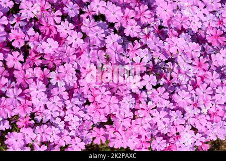 Flower splendor of moss phlox, Phlox subulata as an eye-catcher in the garden Stock Photo