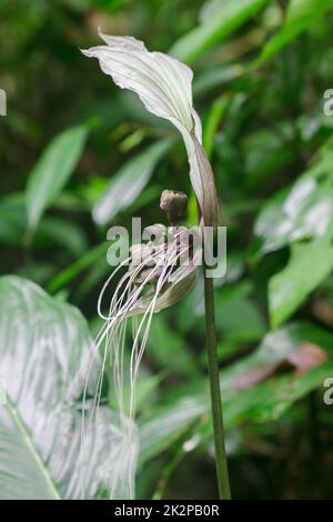 Tacca chantrieri Andre in nature. The flowers are purple, black or dark green. Stock Photo