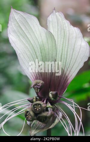 Tacca chantrieri Andre in nature. The flowers are purple, black or dark green. Stock Photo