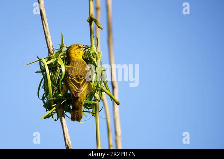 Village (Spotted-backed) Weaver (Ploceus cucullatus) sitting on his nest Stock Photo