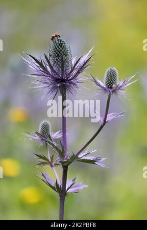 Sea Holly - Eryngium - flowers with bees colorful Stock Photo
