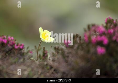 Yellow flowers mixed with pink foreground. Flowers: Pulsatilla alpina subsp. apiifolia commonly known as alpine pasqueflower or alpine anemone Stock Photo