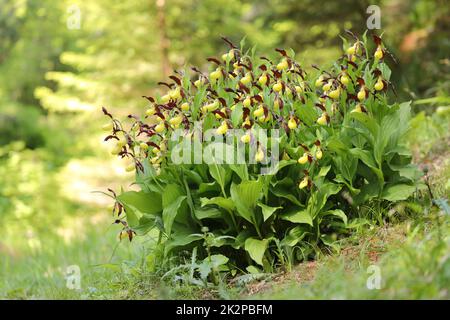 Lady-slipper orchid in Switzerland nature, Cypripedium calceolus, Orchidaceae - endangered plants Stock Photo