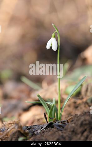 One single isolated Galanthus nivalis, the snowdrop or common snowdrop in the beginning of spring Stock Photo