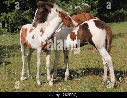 Two skewbald foals are playing together and are grooming together, social interaction between cute young horses Stock Photo